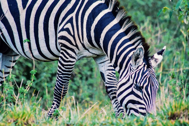 Ngorongoro Conservation Area
