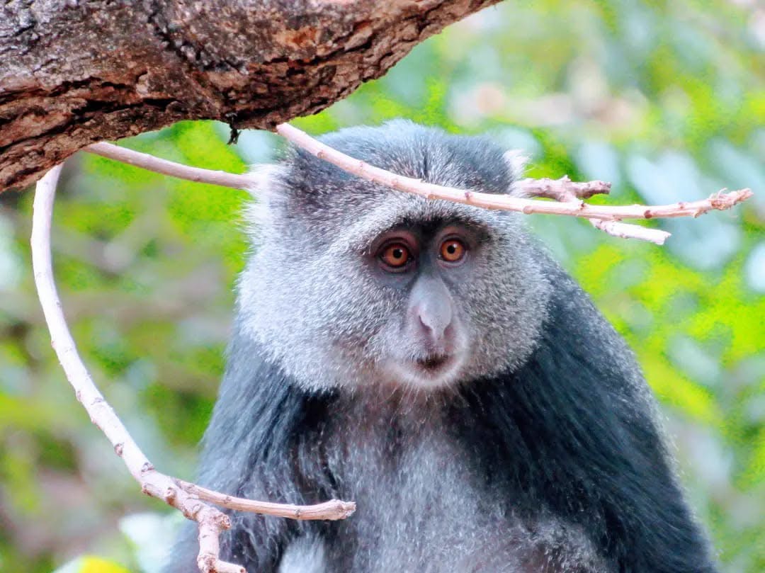 Lake Manyara National Park