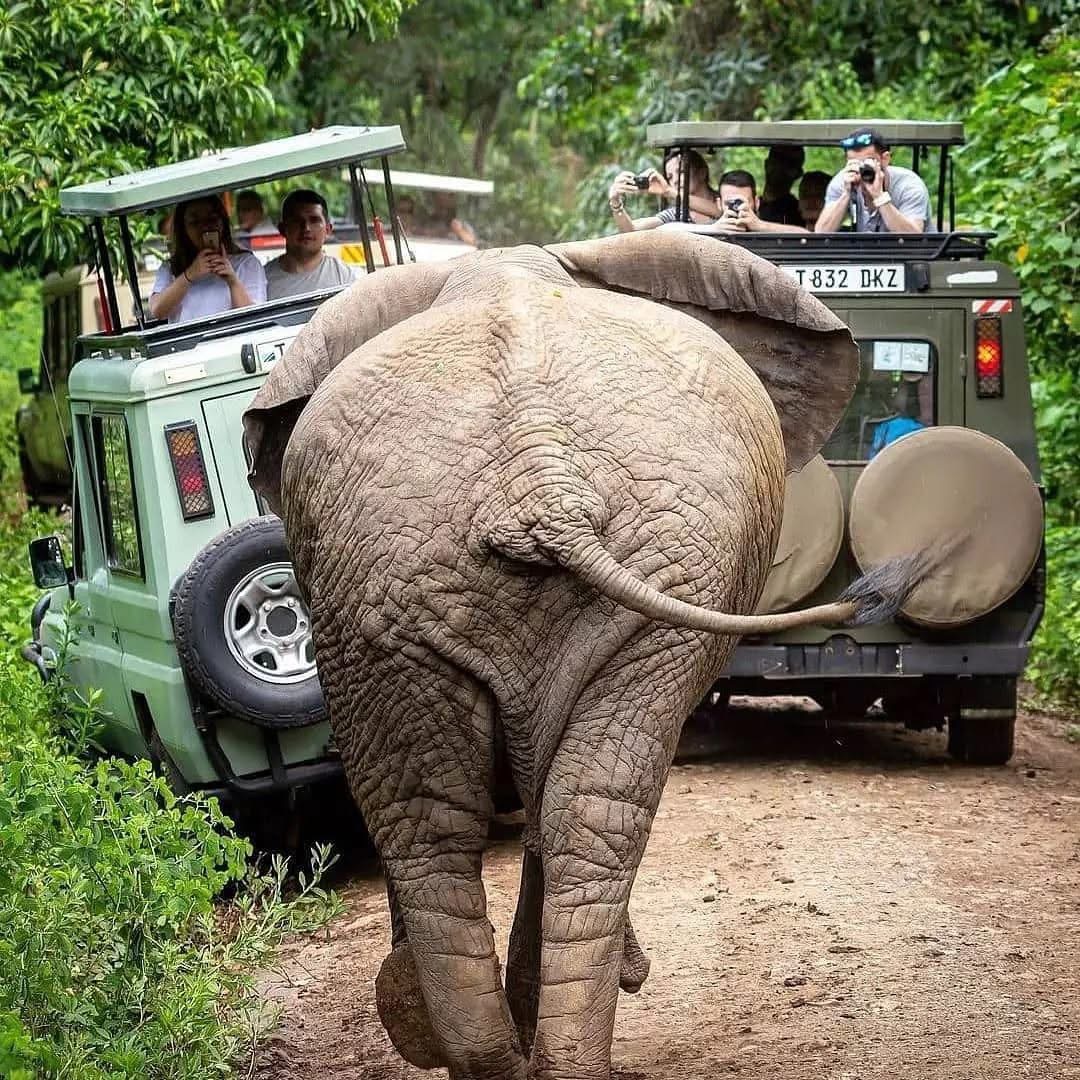 Ruaha National Park
