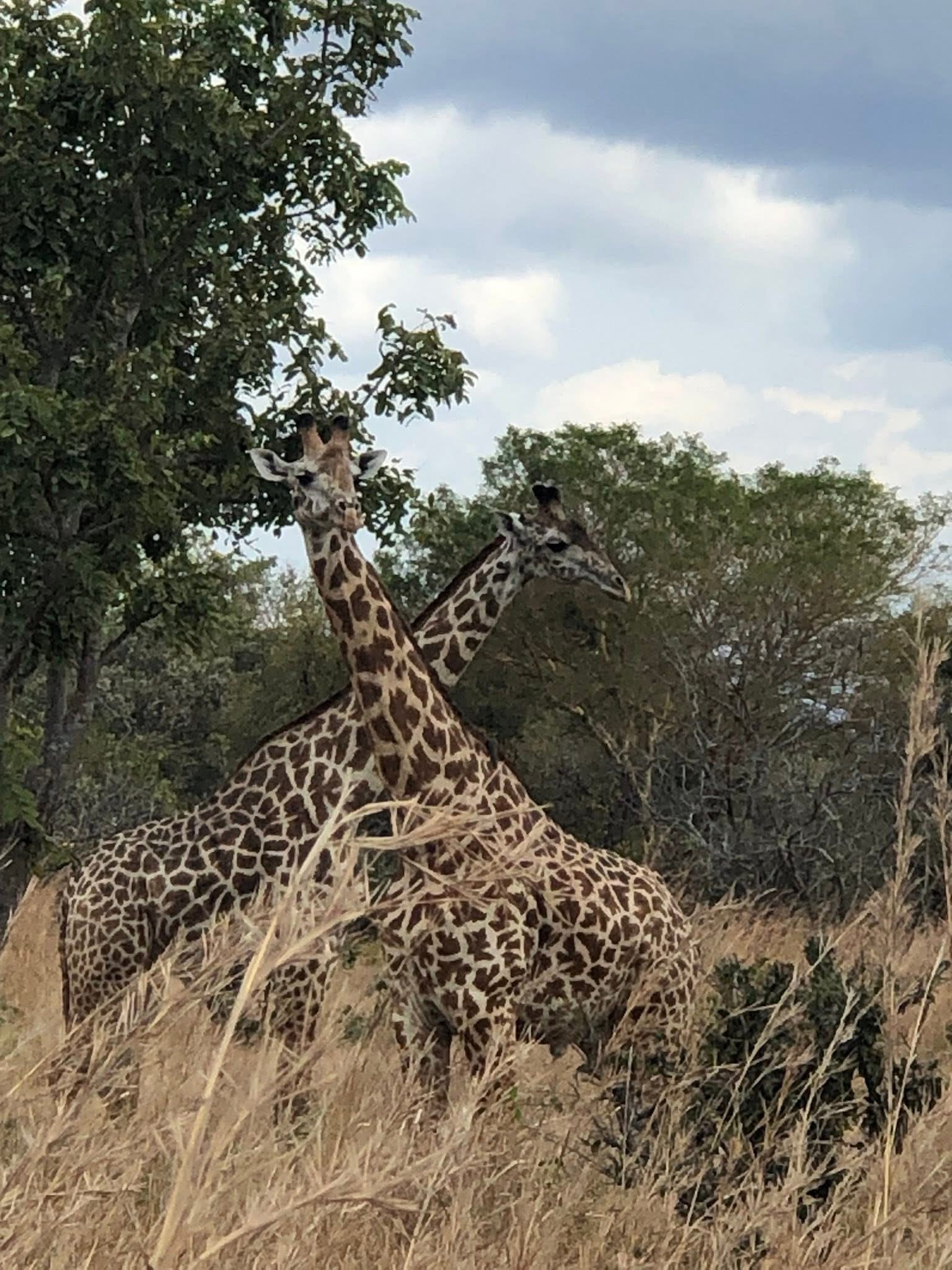 Safari