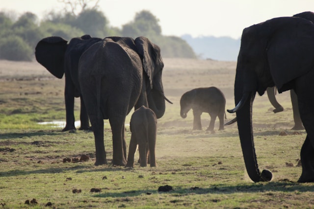 7 DAYS WILDLIFE AND CULTURE EXPERIENCE TOUR