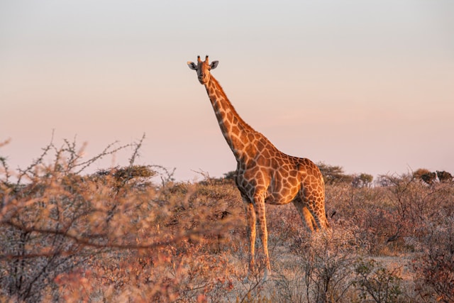 4  DAYS TANZANIA  GIANT ELEPHANT SAFARI (Tarangire NP, Ngorongoro CA & Manyara NP)