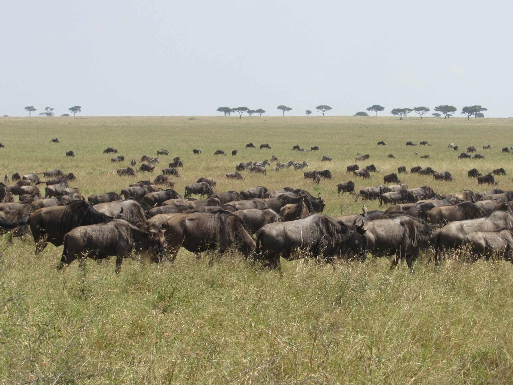 5 DAYS TANZANIA SAFARI TOURS (Tarangire NP, Serengeti NP, Ngorongoro CA)