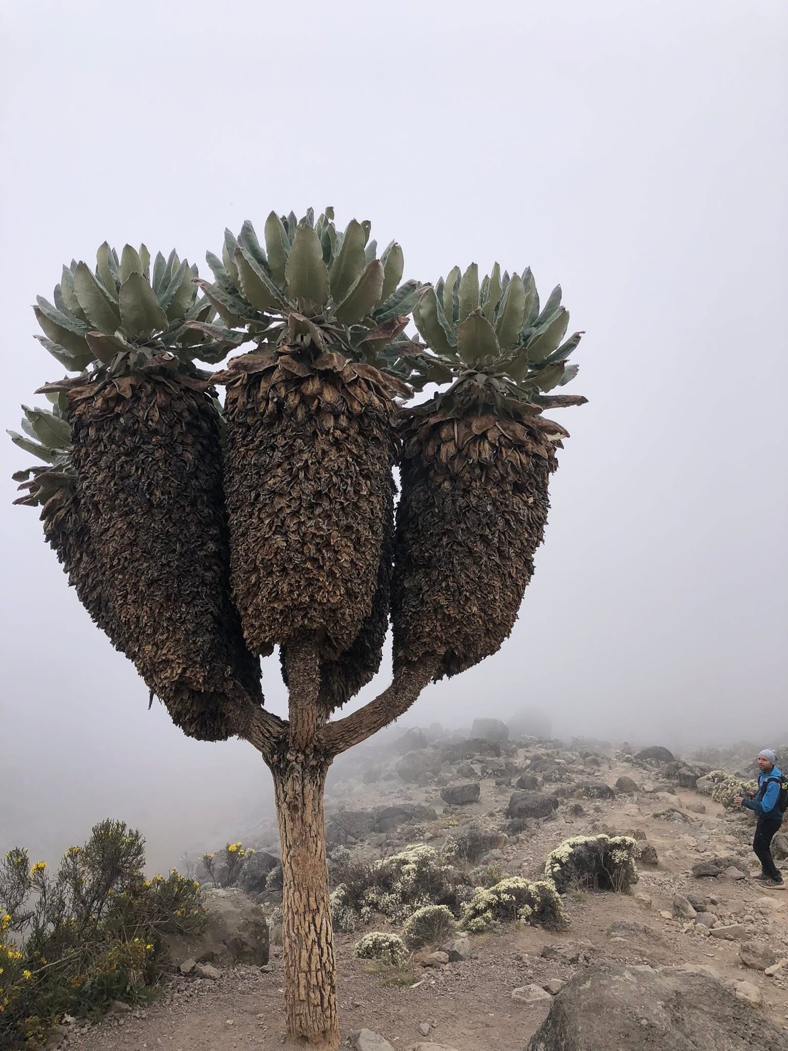 KILIMANJARO TREKKING - RONGAI ROUTE